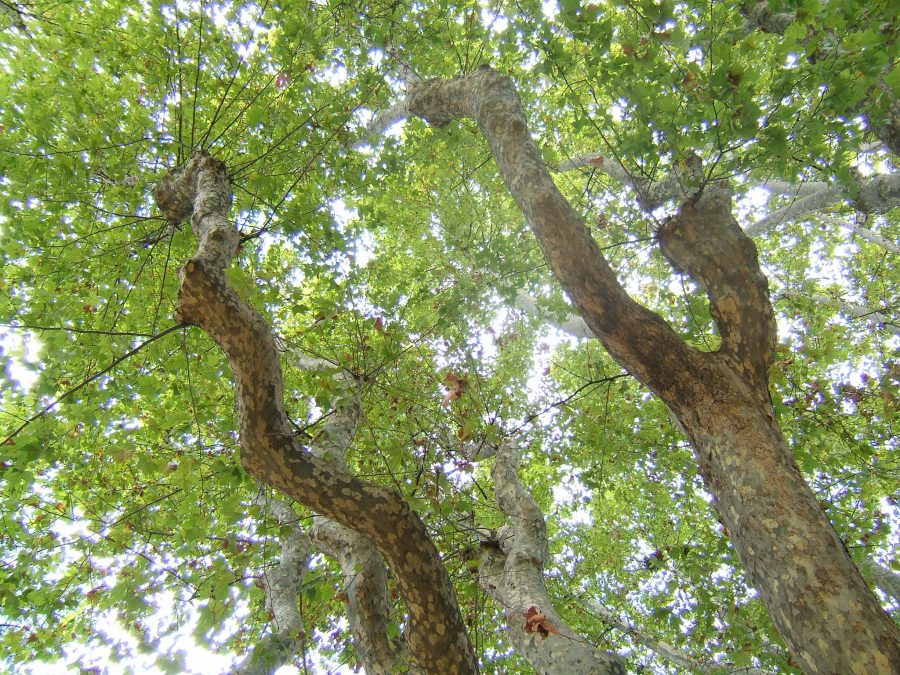 tall trees