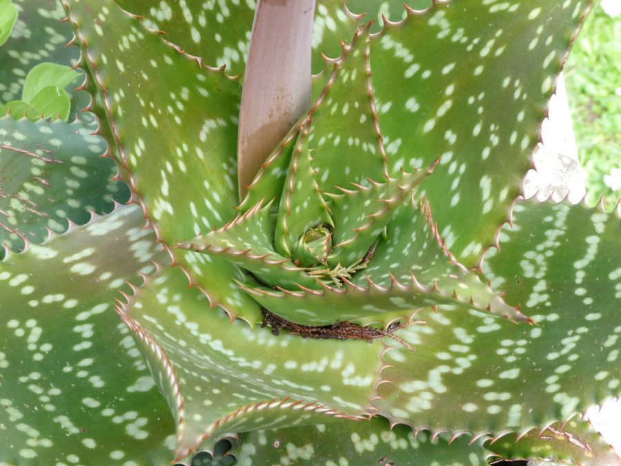 complex plant close up