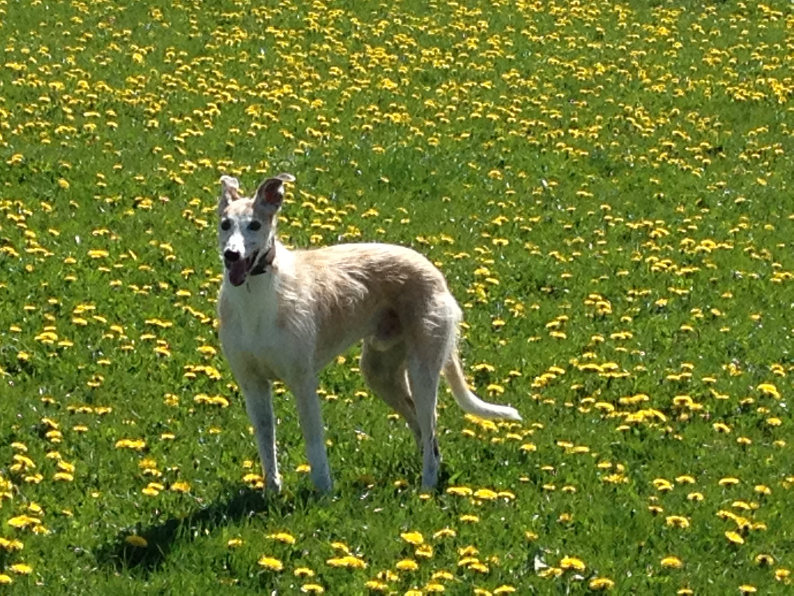happy dog