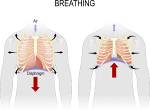 diaphragm breathing