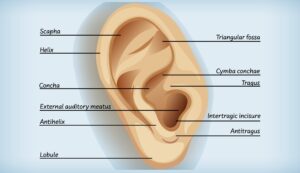 external anatomy of the ear