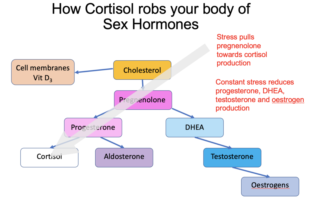 how cortisol robs your body of sex hormones